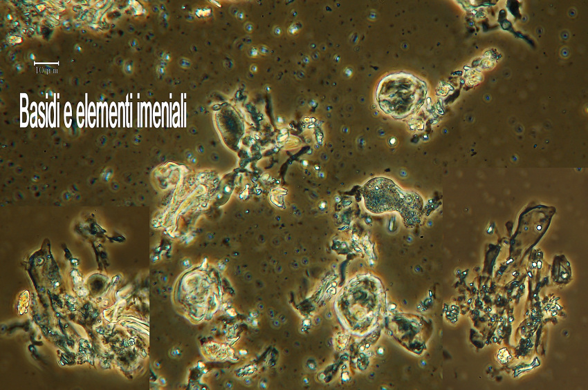 Dendrothele tetracornis Boidin & Duhem